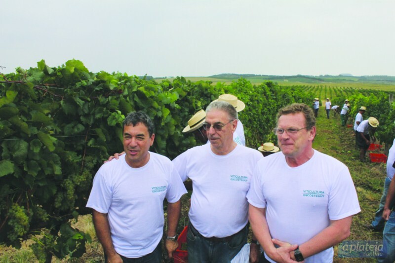 esta-aberta-oficialmente-a-colheita-da-uva-no-estado-do-rio-grande-do-sul