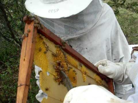 associacao-dos-apicultores-realizara-assembleias-gerais-de-prestacao-de-contas-e-escolha-de-nova-diretoria-da-entidade