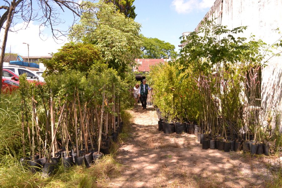 departamento-do-meio-ambiente-recebe-1256-mudas-de-arvores