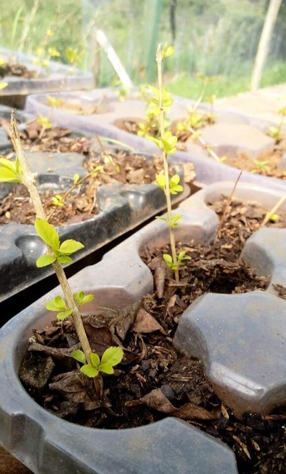 horto-municipal-e-reativado